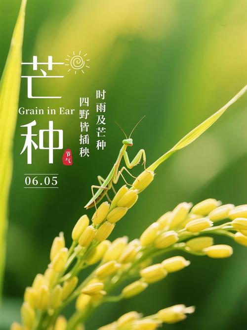 芒种有时，耕耘不负｜临研通集团以实干笃行，赴时光荣光
